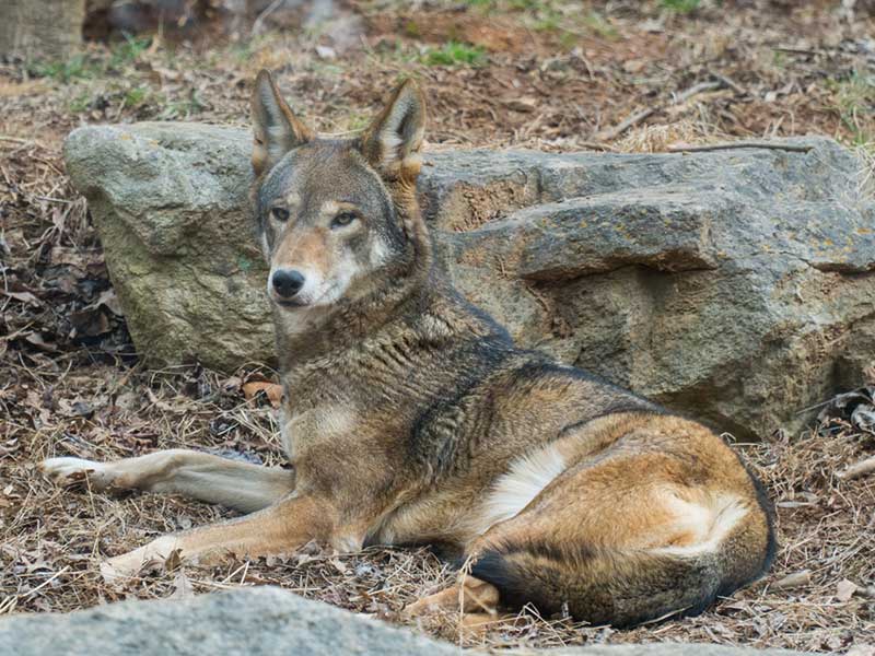 American Red Wolf