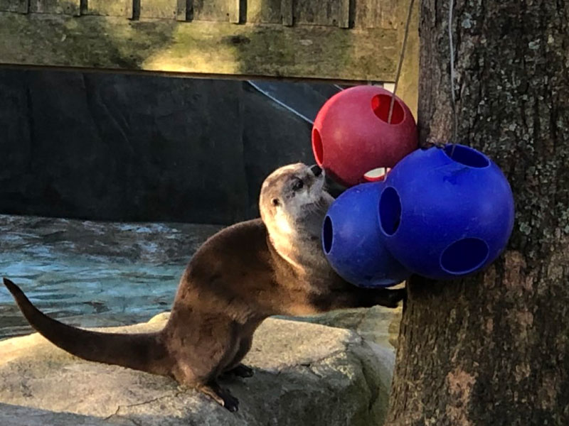 Amazon Animal Wishlist