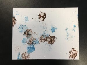 Bobcat Original Canvas Board Pawprint Art #003