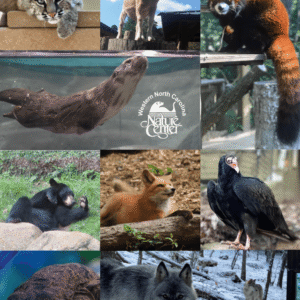 2024 Mini Magnet Pack