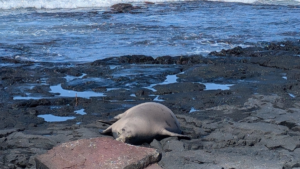 Hawaiian monk seal