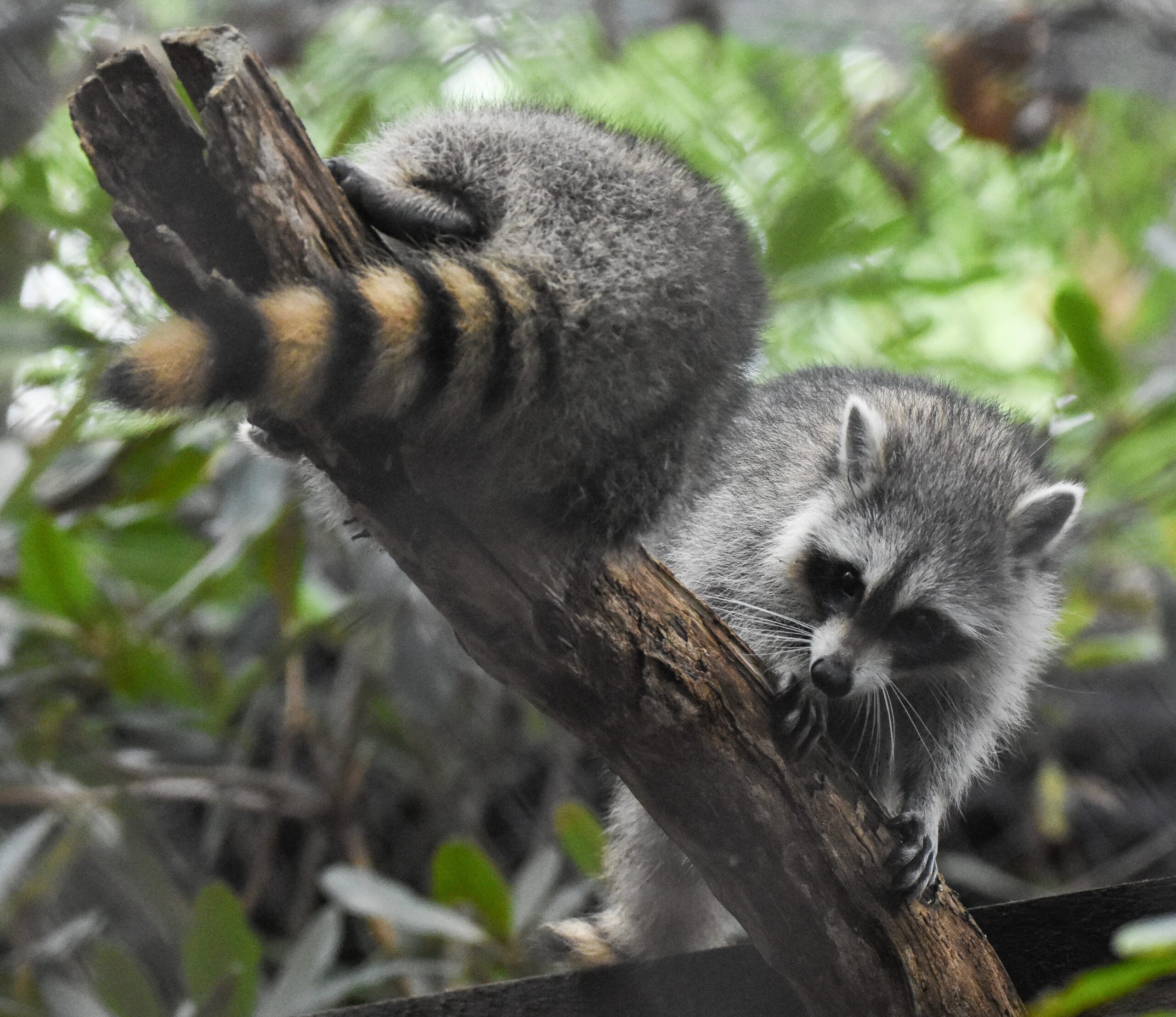 Wild Walk: A Behind the Scenes Tour — Outdoors & nature in WNC Nature Center · Asheville, NC