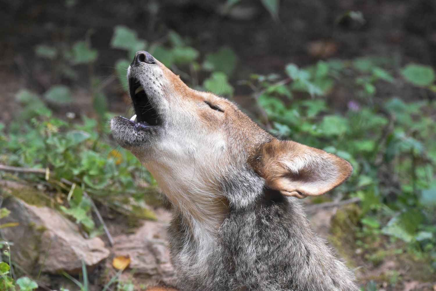 Wolf Howl Tour — Outdoors & nature in Western North Carolina Nature Center · Asheville, NC