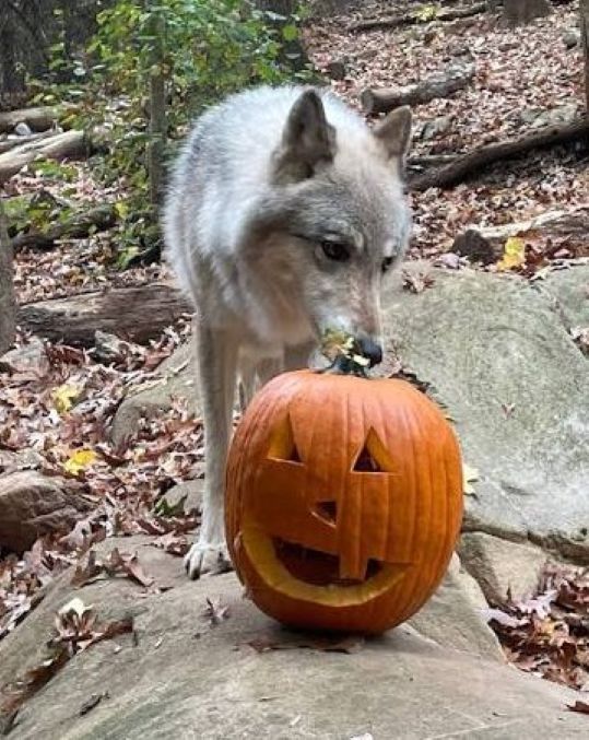 Wolf Howl-O-Ween
