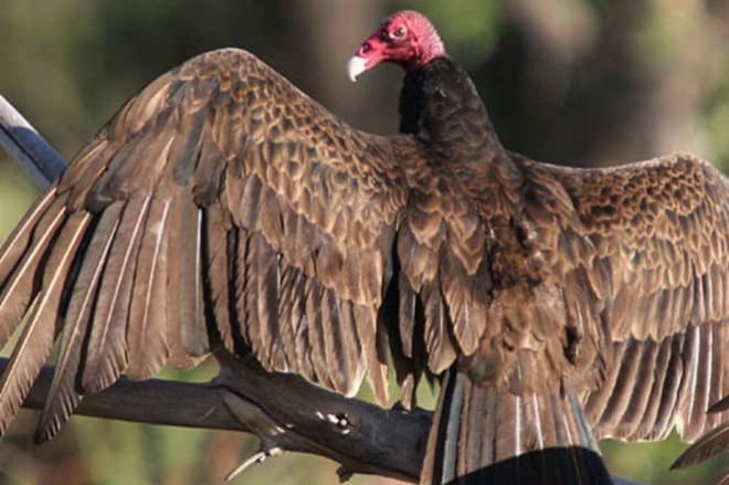 Turkey Vulture - WNC Nature Center