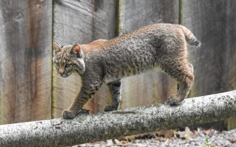 Bobcat - WNC Nature Center