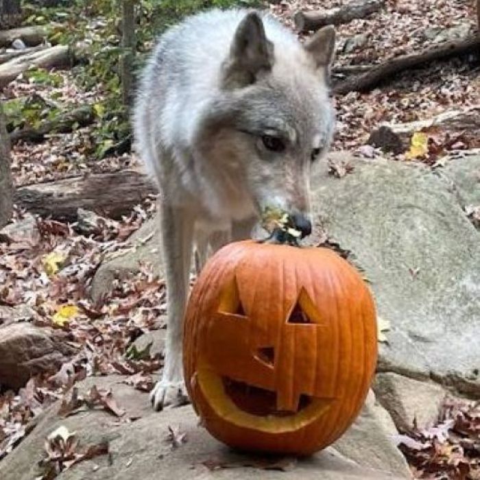 Wolf Howl-O-Ween